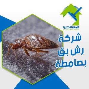 شركة رش بق بصامطة مكافحة البق نهائيًا بطرق فعالة